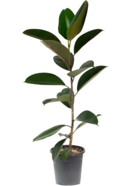 Ficus Elastika - Kauçuk Bitkisi 100 cm Tek Kök
