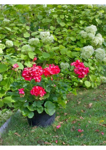 Videolu Kırmızı Ortanca Çiçeği (30 50 Cm)1 Adet Saksılı Çiçekli Bodur Bitki Hydrangea Macrophylla fırsatları