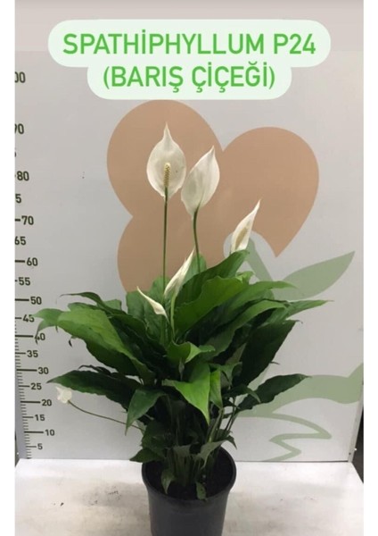 Canlı Saksılı Spatıfılıum (Barış Çiçeği) 70 Cm,17 cm Saksı Çapı