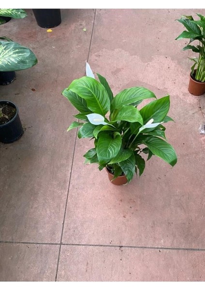 Canlı Saksılı Spatıfılıum (Barış Çiçeği) 70 Cm,17 cm Saksı Çapı modelleri