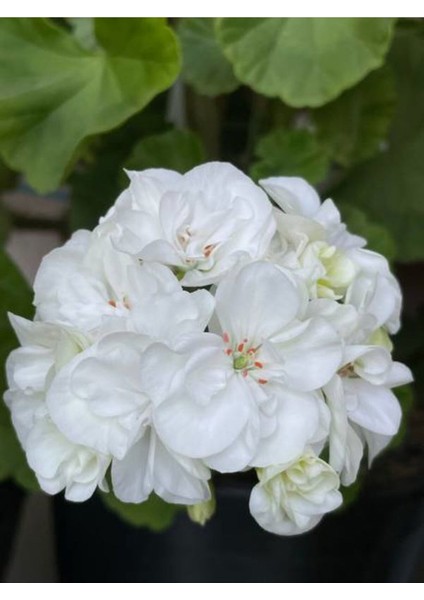 Videolu 1 Adet Beyaz Sardunya Çiçeği 15-25 cm Saksılı Çiçekli Bodur Bitkiler Geranium