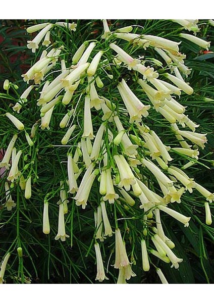 Videolu Beyaz Mercan Çiçeği (30 60 Cm)1 Adet Saksılı Dış Mekan (Russelia Equisetiformis) fiyatları