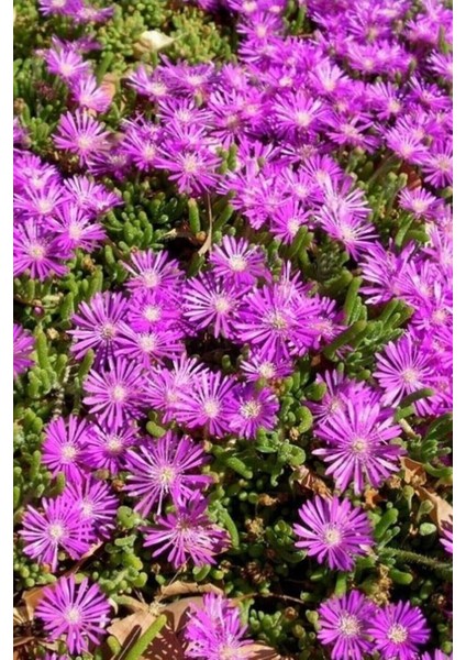 Mezarlık Üstü Çiçekleri 4 Adet Mezar (Kabristan) Susuzluğa Dayanıklı