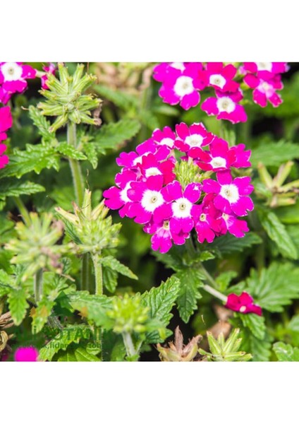 Mezarlık Üstü Çiçekleri 4 Adet Mezar (Kabristan) Susuzluğa Dayanıklı fiyatları
