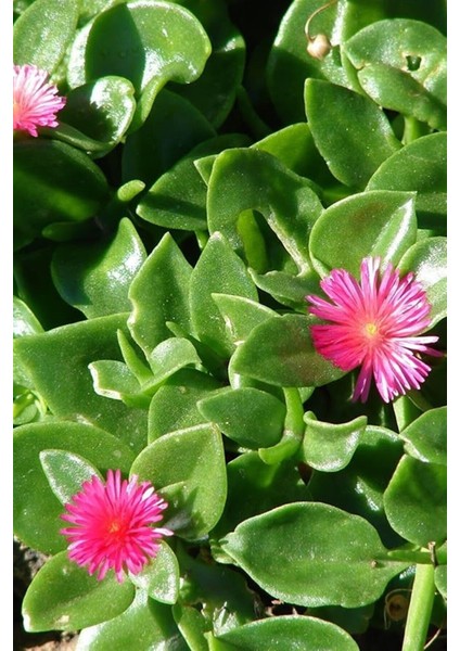 Mezarlık Üstü Çiçekleri 4 Adet Mezar (Kabristan) Susuzluğa Dayanıklı modelleri