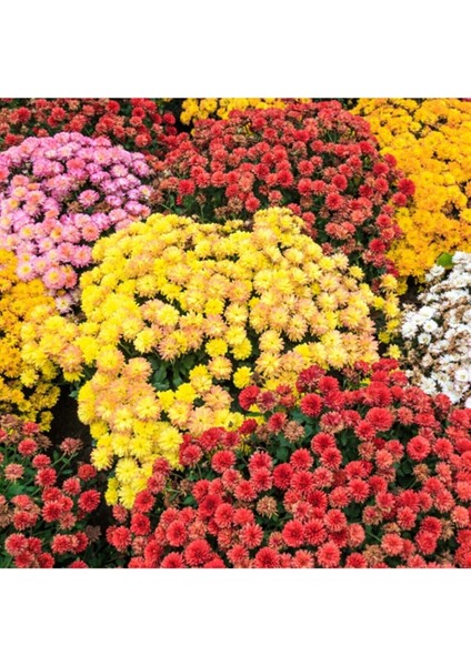 Mezarlık Üstü Çiçekleri 4 Adet Mezar (Kabristan) Susuzluğa Dayanıklı fırsatları