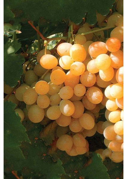 Ata Sarısı Üzüm Fidanı Tüplü 20 – 30 cm 1 Yaşında Aşılı Yüksek Verimli fiyatları