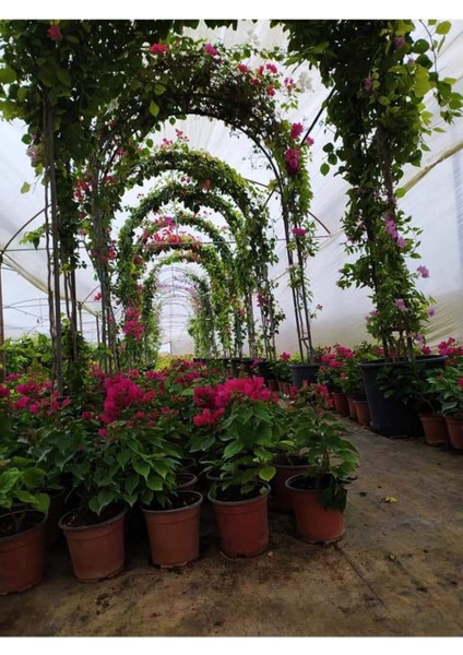 Saksılı Bodur (Üzeri Çiçekli ) Fuşya Begonvil Fidanı modelleri