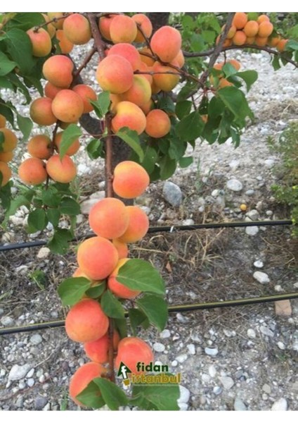 Şekerpare Aşılı Kayısı Fidanı Yüksek Verimli