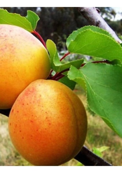 Şekerpare Aşılı Kayısı Fidanı Yüksek Verimli fiyatları