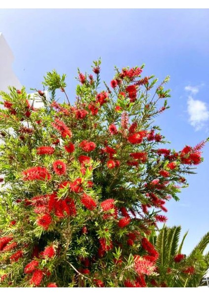 Videolu Fırça Çalısı Fidanı (50 70 Cm)1 Adet Saksılı Dış Mekan Ağaç Callistemon Leavis