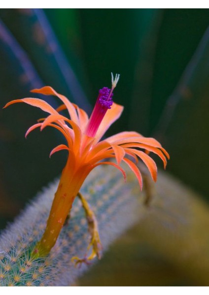 Çiçek Açan Kaktüs Maymun Kuyruğu Hildewintera Aureispina Cactus Dolgun Formlu