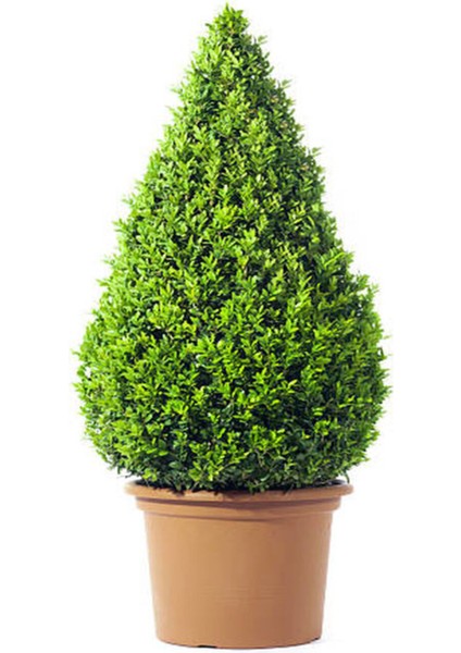 Videolu Dekoratif Bitkisi Şimşir (20 40 Cm)1 Adet Saksılı Dış Mekan Bitkisi Buxus Japonica Rococo