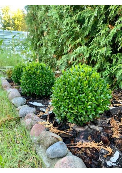 Videolu Dekoratif Bitkisi Şimşir (20 40 Cm)1 Adet Saksılı Dış Mekan Bitkisi Buxus Japonica Rococo fiyatları