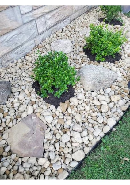 Videolu Dekoratif Bitkisi Şimşir (20 40 Cm)1 Adet Saksılı Dış Mekan Bitkisi Buxus Japonica Rococo modelleri