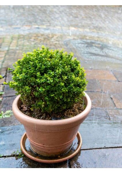 Videolu Dekoratif Bitkisi Şimşir (20 40 Cm)1 Adet Saksılı Dış Mekan Bitkisi Buxus Japonica Rococo fırsatları
