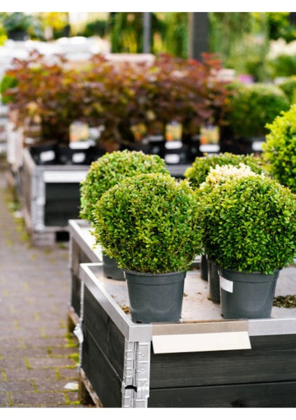 Videolu Dekoratif Bitkisi Şimşir (20 40 Cm)1 Adet Saksılı Dış Mekan Bitkisi Buxus Japonica Rococo indirimleri