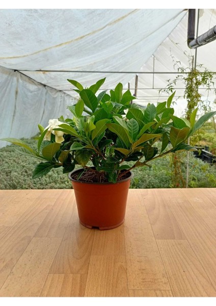 Gardenya Çiçeği Kokulu ve Formlu Gardenia Jasminoides 16 cm Saksıda Ev Ofis Salon Bitkisi fiyatları
