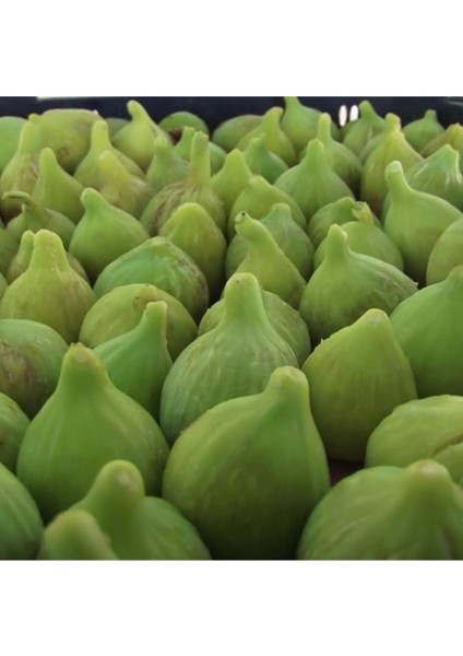 Izmir Bardacık Incir Fidanı 2 Yaşında 40 cm 60 cm Bol Verimli