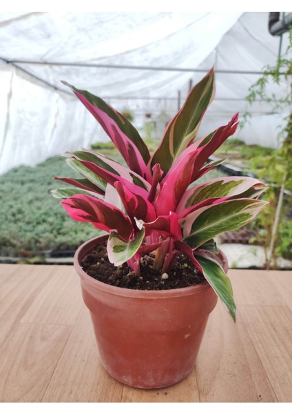 Calathea Triostar ( Doğa Çiçeği ) Renkli Yapraklı Salon Bitkisi ( 25-30 cm Arasında 15 cm Sakısda )