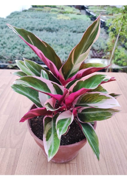 Calathea Triostar ( Doğa Çiçeği ) Renkli Yapraklı Salon Bitkisi ( 25-30 cm Arasında 15 cm Sakısda ) fiyatları