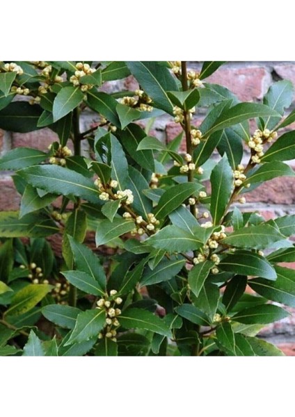 Tüplü 25-30 cm Defne Ağacı Laurus Nobilis Fidanı fiyatları