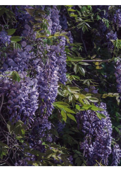 Videolu Mor Salkım Çiçeği Fidanı Bahçe Balkon Bitkisi (30 40CM)1 Adet Saksılı Buddleja Davidii modelleri