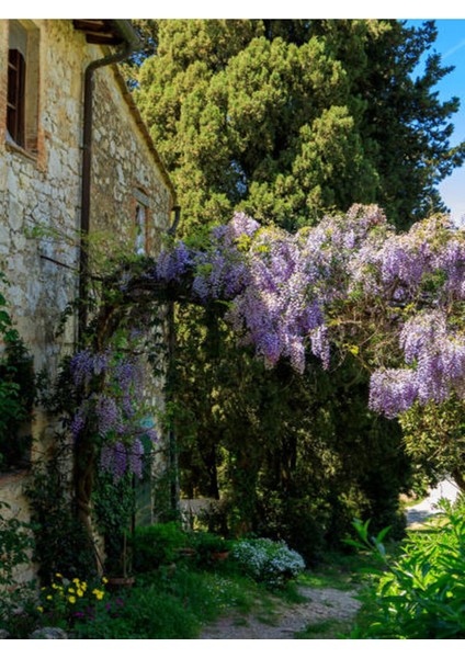 Videolu Mor Salkım Çiçeği Fidanı Bahçe Balkon Bitkisi (30 40CM)1 Adet Saksılı Buddleja Davidii fırsatları