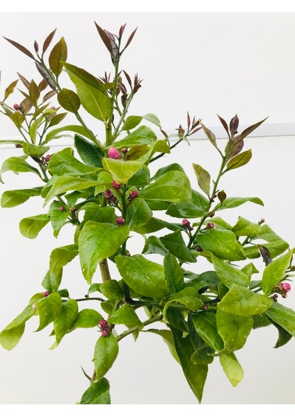 Limon Fidanı Çiçekli Aşılı Fidan Yediveren Limon Fidanı