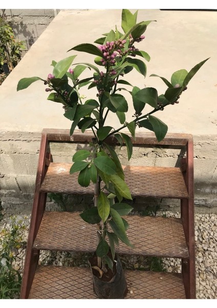 Limon Fidanı Çiçekli Aşılı Fidan Yediveren Limon Fidanı fiyatları