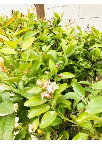 Limon Fidanı Çiçekli Aşılı Fidan Yediveren Limon Fidanı modelleri