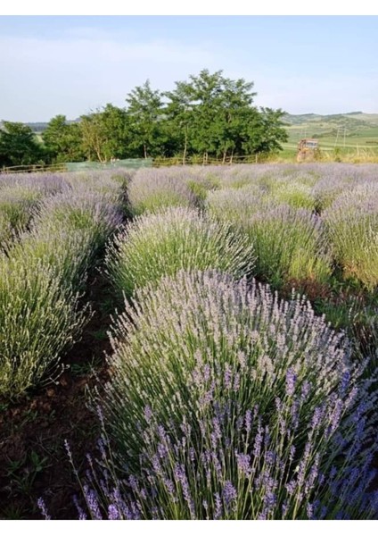 10 Adet Açık Köklü Intermedia Lavanta Fidesi Fidanı fırsatları