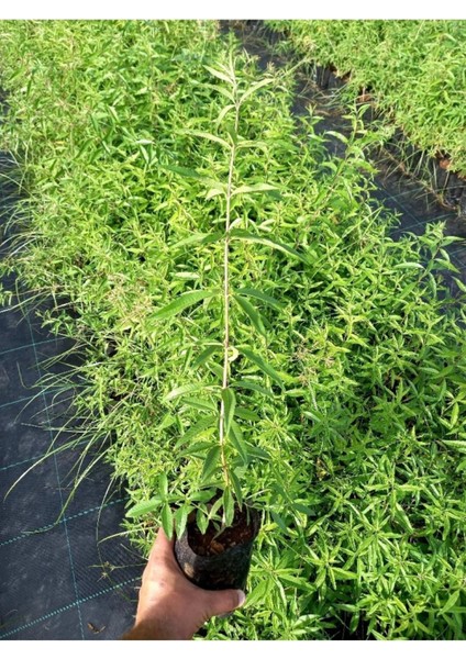 2 Adet Melisa Parfüm Çiçeği Saksıda fırsatları