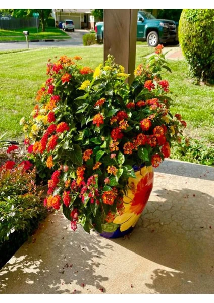 Serada Decor Plant Videolu Çalı Minesi Lantana Çiçeği (20 50 Cm)1 Adet Saksılı Çiçekli Bodur Bitki Lantana Camara L.