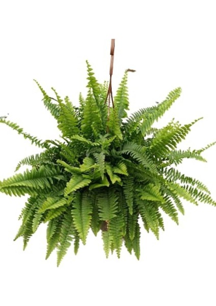 "" Aşk Merdiveni - Nephrolepis Aşk Merdiveni- Canlı Çiçek