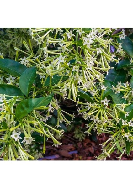 Saksıda Yoğun Kokulu Akşam Sefası (Melisa) Fidanı (4 Al 3 Öde)