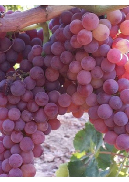 Tayfi Üzüm Fidanı 2 Yaş 40 cm 60 cm