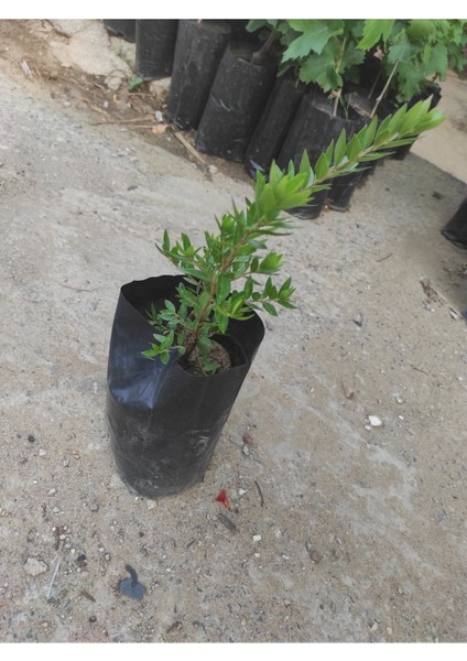 Yaban Mersini Fidanı