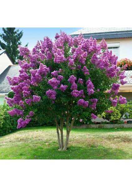 Oya Ağacı Fidanı Mor ( Tüplü ) 30-40 cm