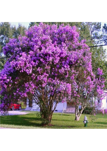Oya Ağacı Fidanı Mor ( Tüplü ) 30-40 cm fiyatları