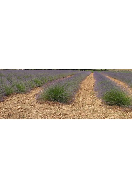 10 Adet Açık Köklü Intermedia Lavanta Fidesi Fidanı. modelleri