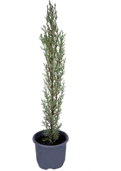 Kara Selvi - Mezarlık Servi Saksı'da - Cupressus Sempervirens - 35-45 cm Dikime Hazır