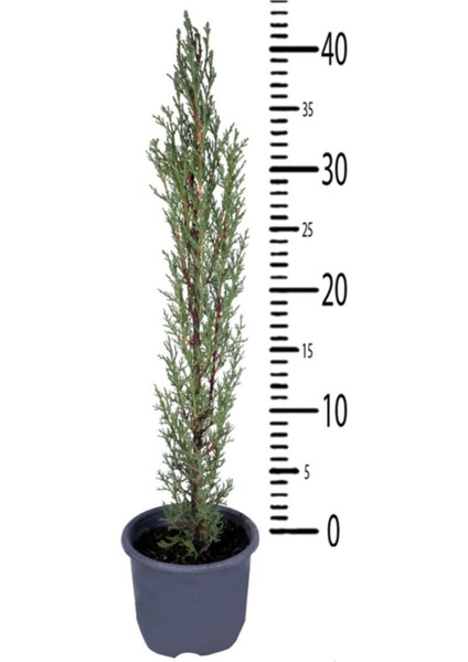 Kara Selvi - Mezarlık Servi Saksı'da - Cupressus Sempervirens - 35-45 cm Dikime Hazır fiyatları
