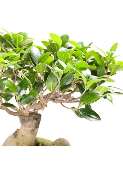 Ficus Ginseng Bonsai 20-30 cm