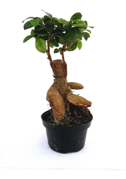 Ficus Ginseng Bonsai 20-30 cm fiyatları