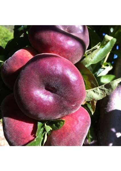 Yassı Şeftali Fidanı (Tüplü) fiyatları