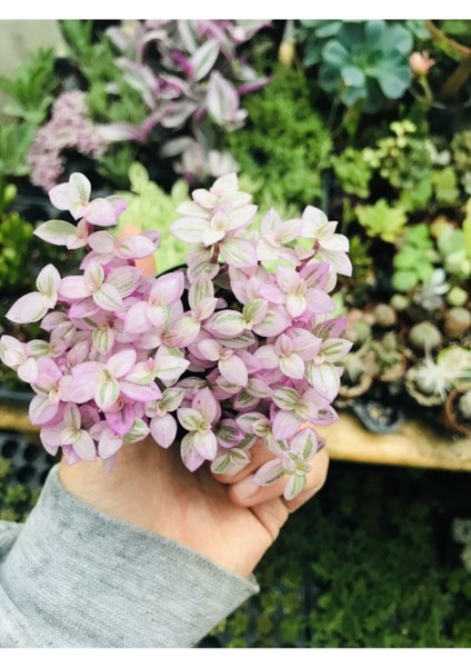 Calisia Repens Pink Lady Minik Pembe Yapraklı Telgraf Çiçeği