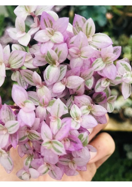 Calisia Repens Pink Lady Minik Pembe Yapraklı Telgraf Çiçeği fiyatları