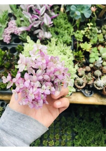 Calisia Repens Pink Lady Minik Pembe Yapraklı Telgraf Çiçeği modelleri