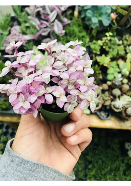 Calisia Repens Pink Lady Minik Pembe Yapraklı Telgraf Çiçeği fırsatları